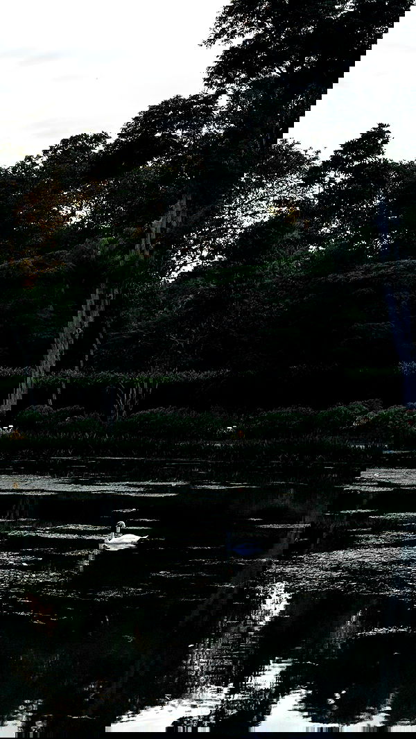 kesemgreenyer image ~ Altpins