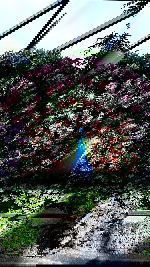 kesemgreenyer image ~ Altpins