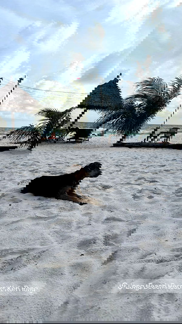 kesemgreenyer image ~ Altpins