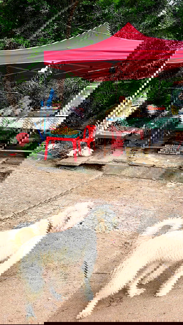 kesemgreenyer image ~ Altpins