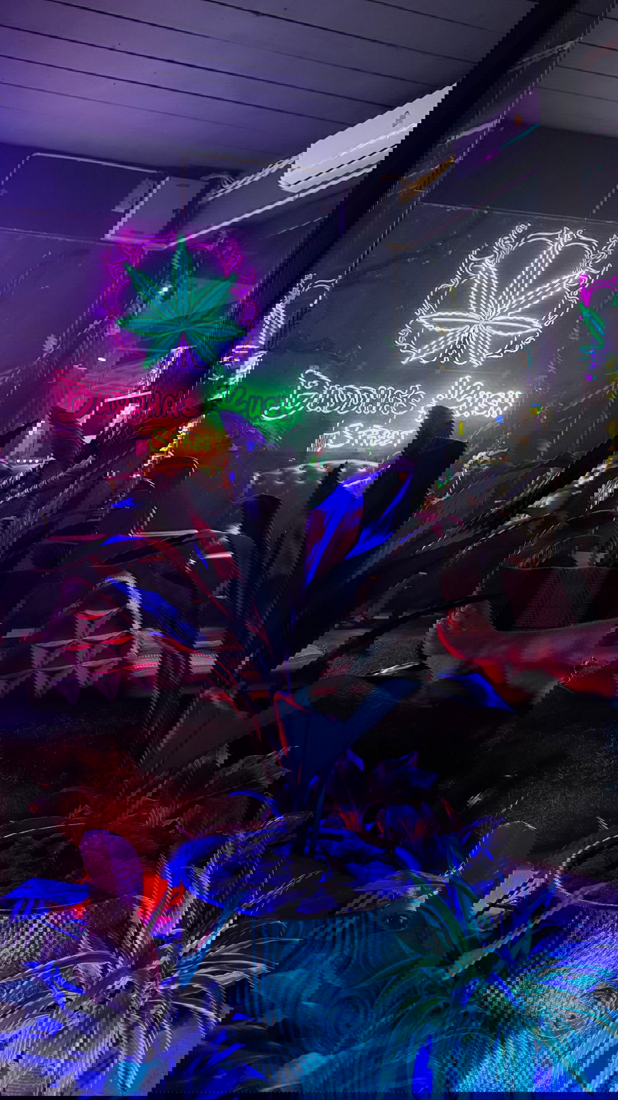 kesemgreenyer instagram image archive image