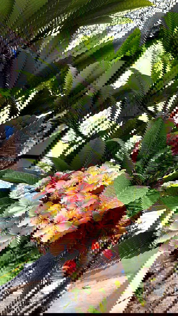 kesemgreenyer image ~ Altpins