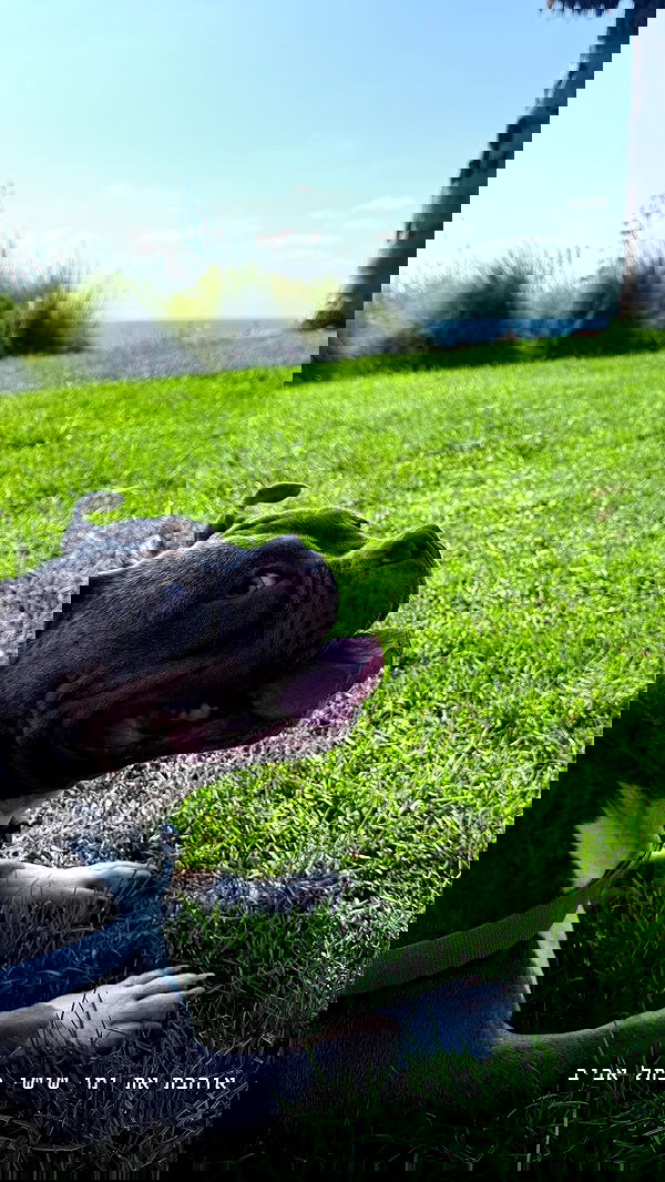 kesemgreenyer image ~ Altpins