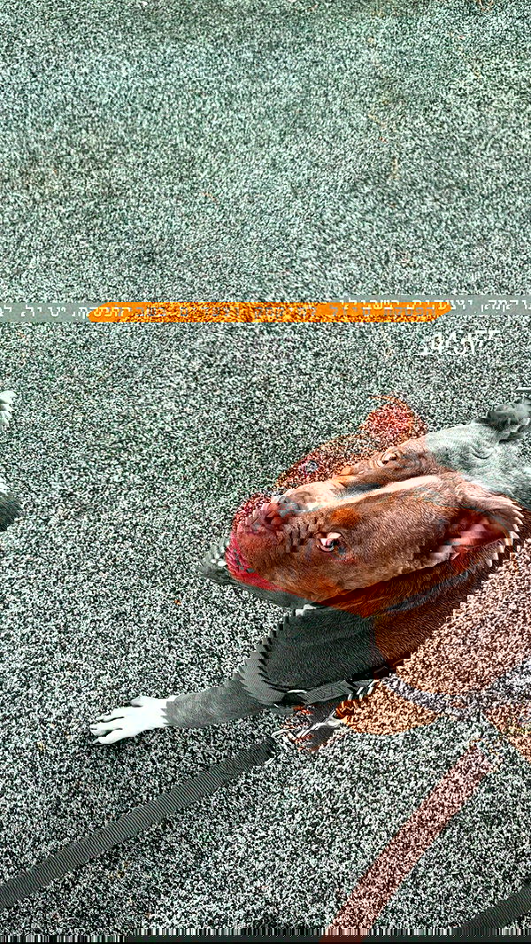 kesemgreenyer image ~ Altpins