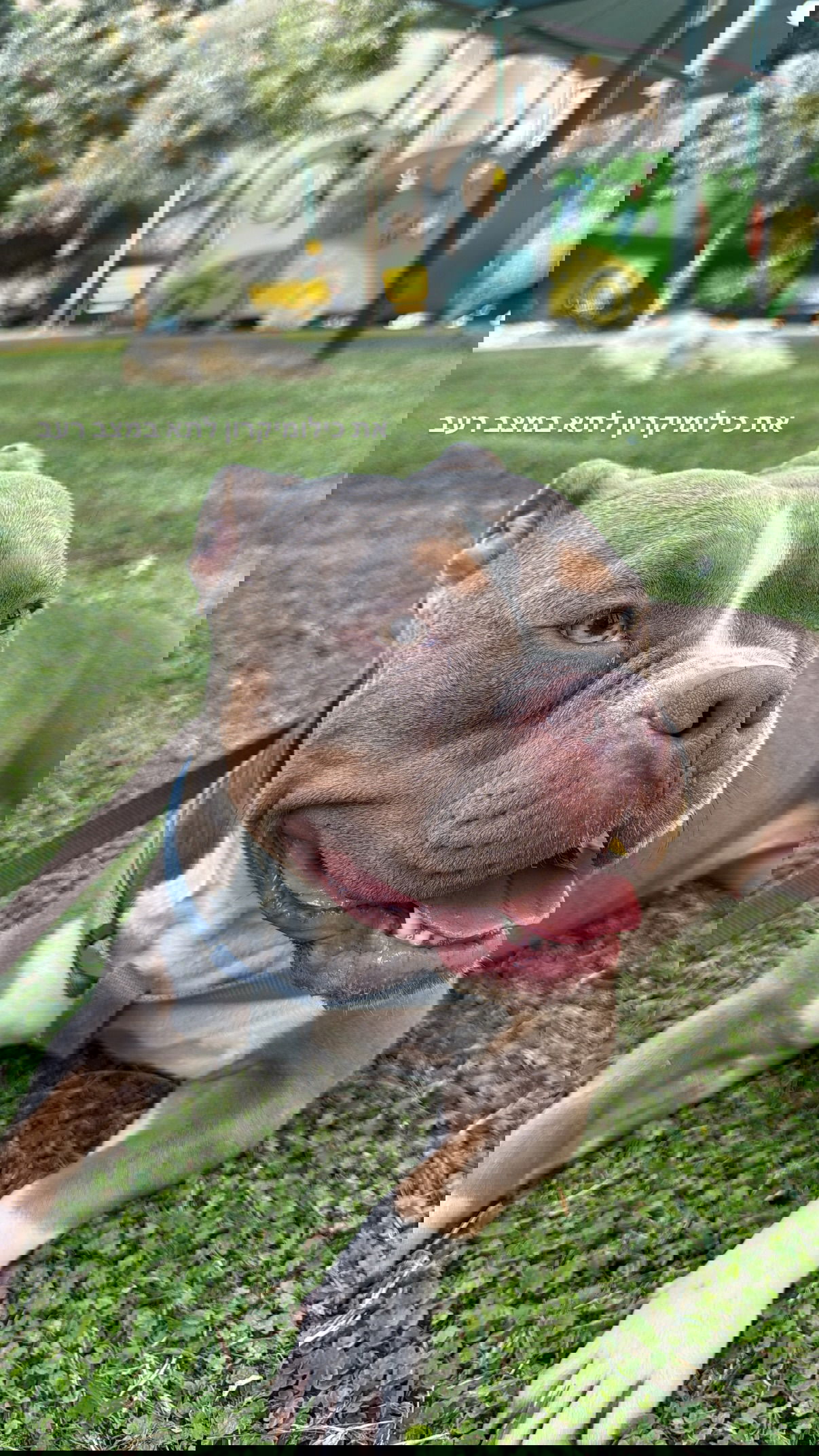 kesemgreenyer instagram image archive image