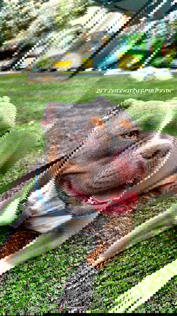 kesemgreenyer image ~ Altpins