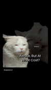 kitsunee.___ Altpins Profile Picture