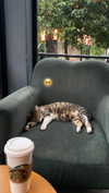 kittydano4ka Altpins Profile Picture