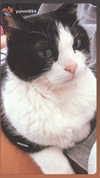 kriiizellda Altpins Profile Picture