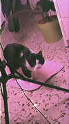 kriiizellda Altpins Profile Picture