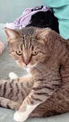 kriiizellda Altpins Profile Picture