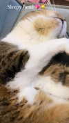 kriiizellda Altpins Profile Picture