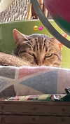 kriiizellda Altpins Profile Picture