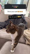 kriiizellda Altpins Profile Picture