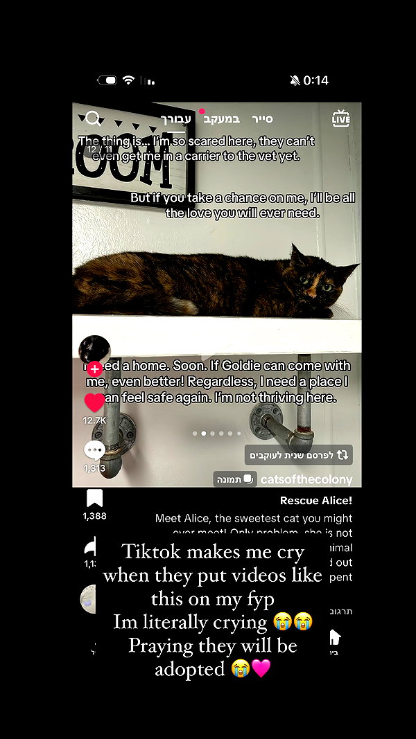 kriiizellda instagram image archive image