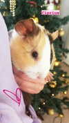 la.vica_ Altpins Profile Picture