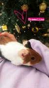 la.vica_ Altpins Profile Picture