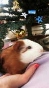la.vica_ Altpins Profile Picture