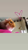 la.vica_ Altpins Profile Picture