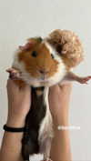 la.vica_ Altpins Profile Picture