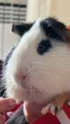 la.vica_ Altpins Profile Picture