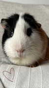 la.vica_ Altpins Profile Picture