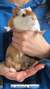la.vica_ Altpins Profile Picture