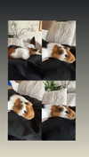 la.vica_ Altpins Profile Picture