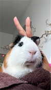 la.vica_ Altpins Profile Picture