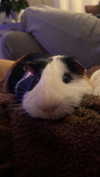 la.vica_ Altpins Profile Picture