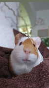 la.vica_ Altpins Profile Picture