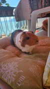la.vica_ Altpins Profile Picture