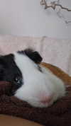 la.vica_ Altpins Profile Picture