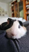 la.vica_ Altpins Profile Picture