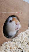 la.vica_ Altpins Profile Picture