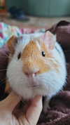 la.vica_ Altpins Profile Picture