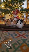 la.vica_ Altpins Profile Picture