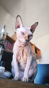 la.vica_ Altpins Profile Picture