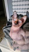 la.vica_ Altpins Profile Picture