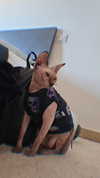 la.vica_ Altpins Profile Picture