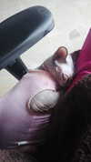 la.vica_ Altpins Profile Picture