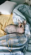 la.vica_ Altpins Profile Picture