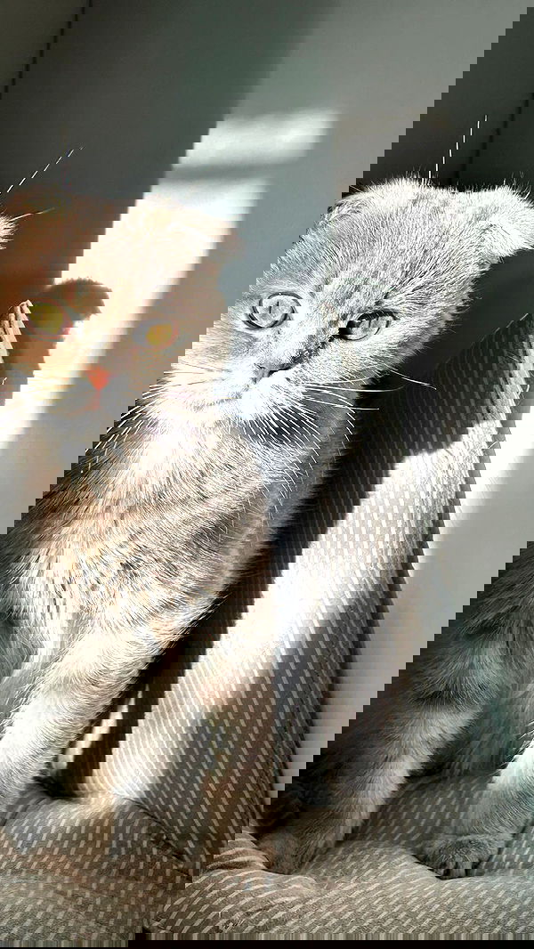 laluzone laluzone archive image