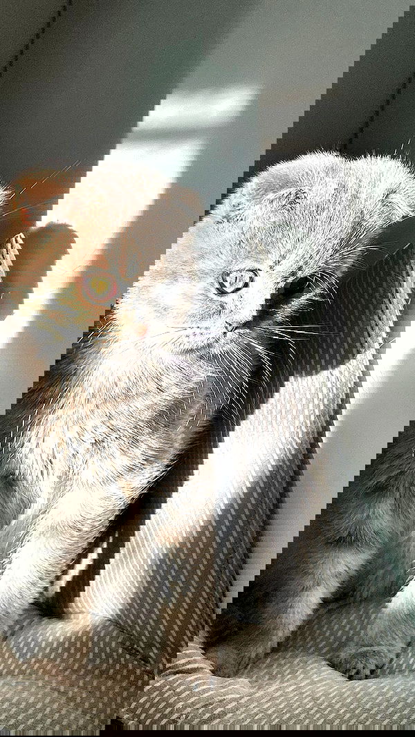 laluzone laluzone archive image