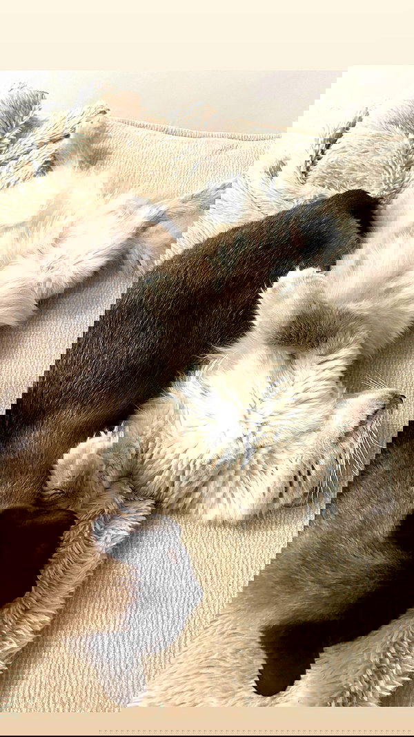 laluzone laluzone archive image