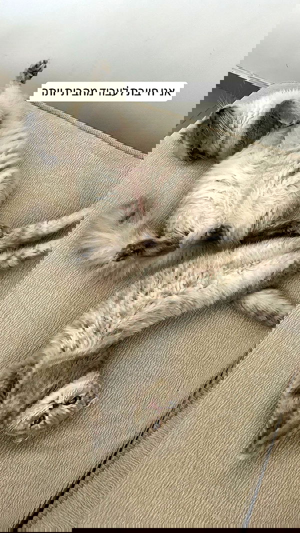 laluzone laluzone archive image