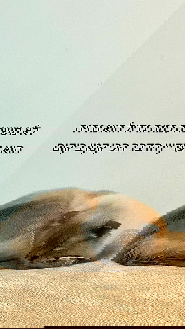 laluzone laluzone archive image