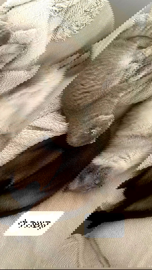 laluzone laluzone archive image