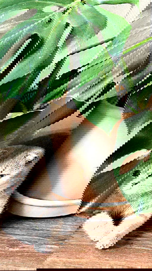 laluzone laluzone archive image