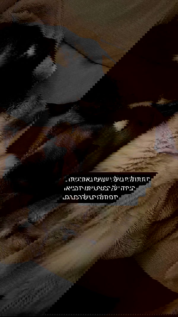 laluzone laluzone archive image